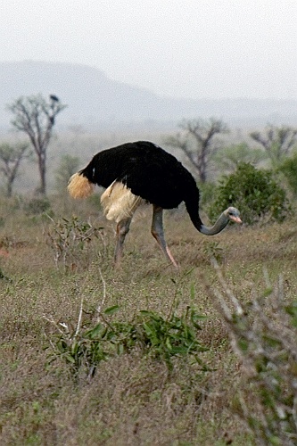 Kenia (423)
